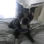 Profile Photo of Boston Terrier Teeki Barbara (@teekiscrofani) on Instagram