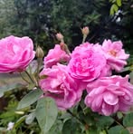 Profile Picture of Anjali N Kartha (@Anjali-N-Kartha) on Facebook