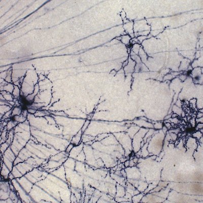 Profile Picture of Dr. Samer Hattar (@SamerHattar) on Twitter