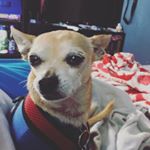 Profile Picture of george lopez (@georgelopez213) on Instagram