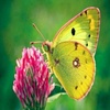 Profile Picture of Sohankumar (@jjason.stough) on Tiktok