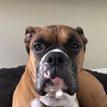 Profile Picture of Bentley Rozynski (@bentleyboxer4) on Instagram