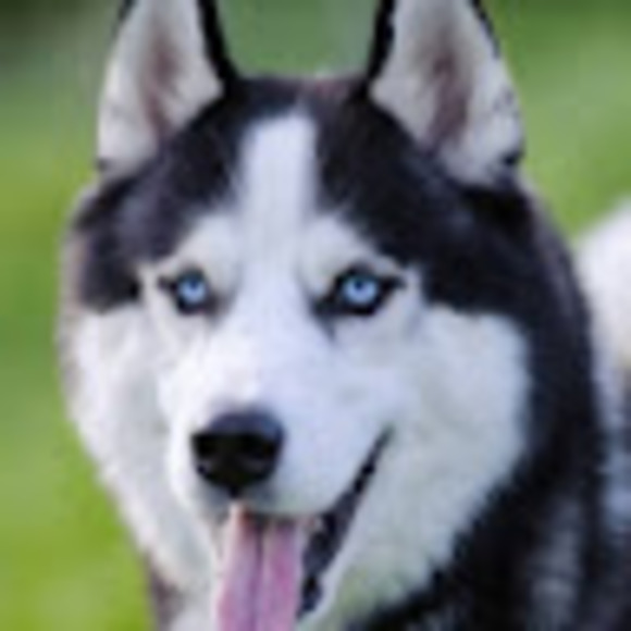 Profile Picture of James Malamute (@jimanthony1937) on Poshmark