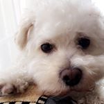 Profile Picture of jimmy wu (@jimster_sees_the_world) on Instagram