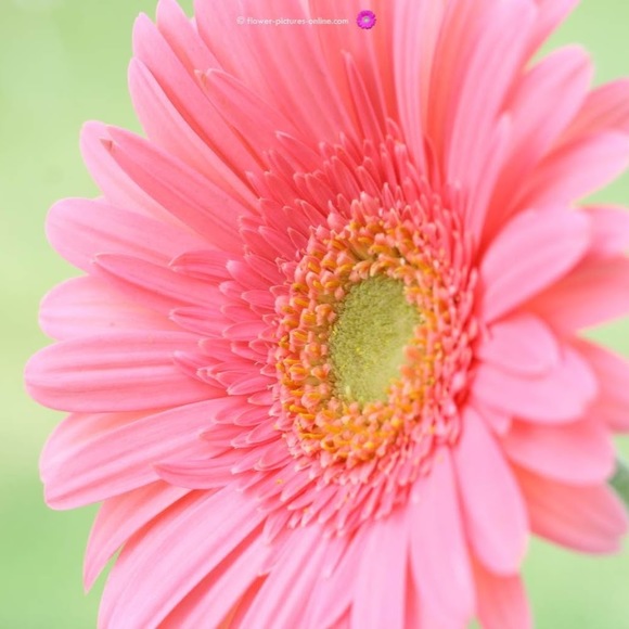 Profile Picture of Valerie Vaeth (@valerievaeth) on Poshmark