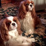 Profile Picture of Michael Frazier (@oliverandgladys) on Instagram