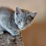 Profile Picture of Nemo Kirkpatrick (@nemo.kirkpatrick.9) on Facebook