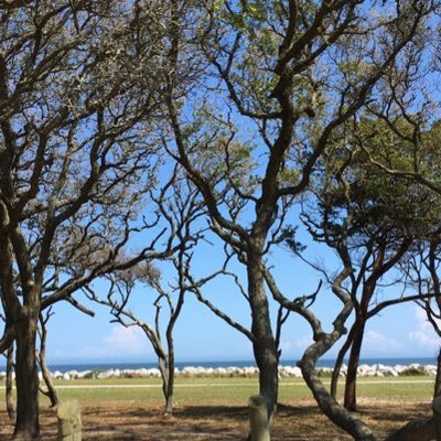 Profile Picture of Cassandra Day (@cday2psych) on Twitter