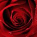 Profile Picture of Mahiuddin Ahmed (@mahiuddin.ahmed.353) on Facebook