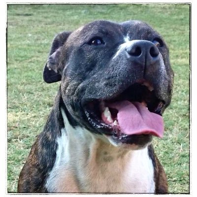 Profile Picture of Vincent Fitzpatrick (@VinoFitzpatrick) on Twitter