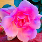 Profile Picture of   Jamie-Lee MOLONEY... (@reader_07) on Tiktok