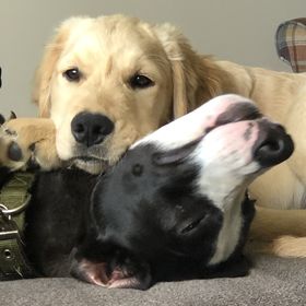 Profile Picture of Casey Thornton (@2clthornton) on Pinterest