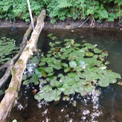 Profile Picture of PAUL HUTCHENS (@paulhutchens5512) on Youtube