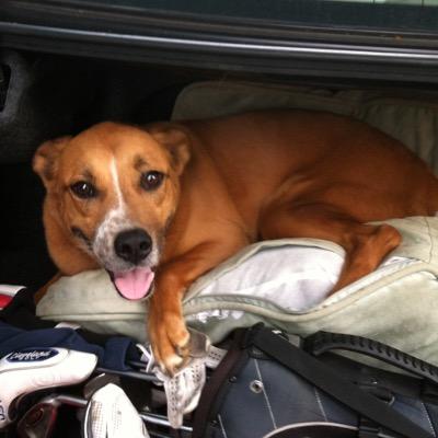 Profile Picture of Josh Gann (@jrmg1981) on Twitter