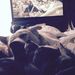 Profile Picture of Adam Ruark (@adamruark) on Pinterest