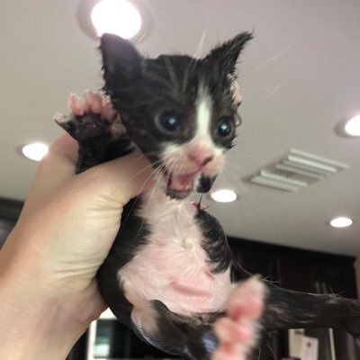 Profile Picture of Cory Stahl (@Kreisler54) on Twitter