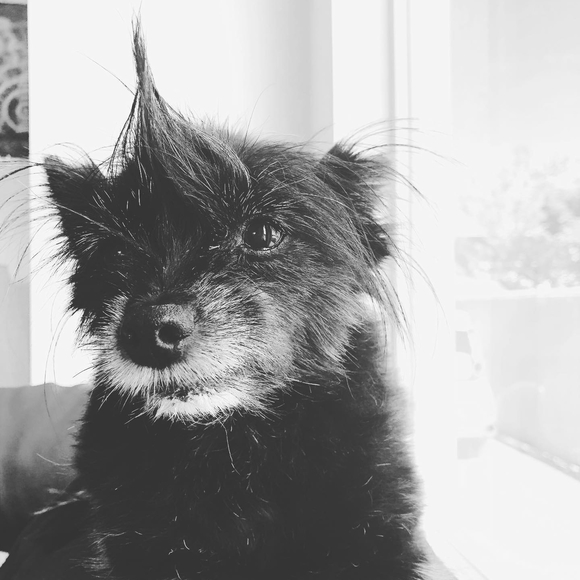 Profile Picture of Arielle Shabanian (@mukluk237) on Poshmark