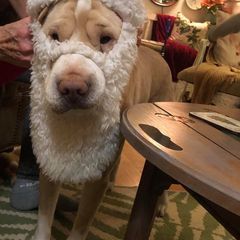 Profile Picture of carolvandynemerin (@carolvandynemerin) on Tiktok