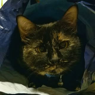 Profile Picture of Debra Calhoun (@debra.calhoun) on Instagram