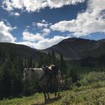 Profile Picture of Donald McClanaghan (@three_peak_outfitters) on Instagram