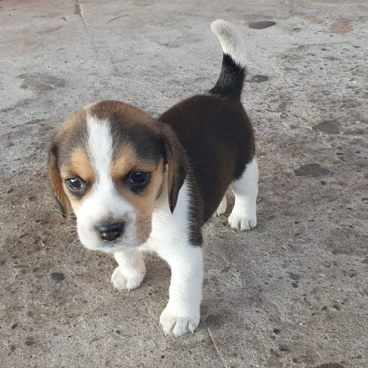 Profile Picture of Tony Bosco (@tony.bosco4) on Tiktok