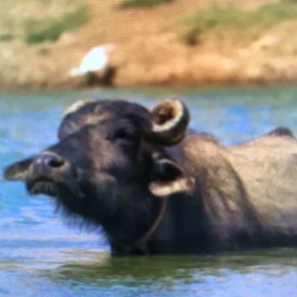 Profile Picture of Darren Odonnell (@darrenodon) on Poshmark