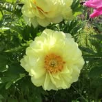 Profile Picture of Janet Westberg (@janet.westberg.58) on Facebook