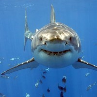 Profile Picture of Jeff Turk (@jeff-turk-4) on Quora