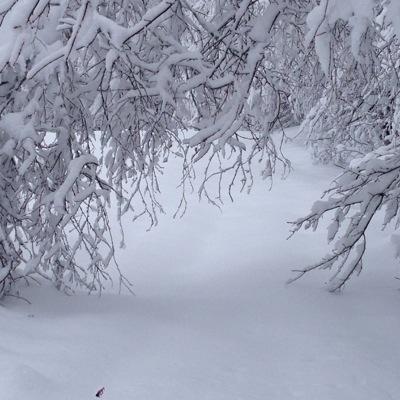 Michael Smelser - Twitter Profile Picture of Michael Smelser (@WolfofTheStepps) on Twitter