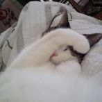 Profile Picture of Joanne Mosley-Dimick (@jomoz) on Pinterest