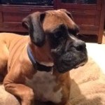 Profile Picture of Buddy Harper (@buddybabyboy) on Instagram