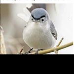 Profile Picture of Thomas Curtis (@thomasmeanstwin) on Instagram