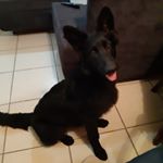 Profile Picture of Greta the black shepherd (@gretatheblackshepherd) on Instagram