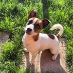 Profile Picture of Tommaso Lucarini (@spenky_jrt) on Instagram