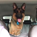 Profile Picture of ralph_amazing_german__shepherd (@ralph_amazing_german__shepherd) on Instagram