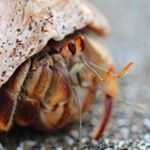 Profile Picture of Ralph Woollcombe (@ralphwoollcombewildlife) on Instagram