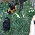 Profile Picture of Dakota Jerry Tom Smart (@tom_jerry_dakota) on Instagram