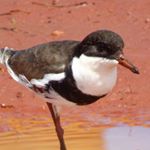 Profile Picture of Mandy Atkinson (@kimberleybirds_by_mandy) on Instagram