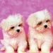 Profile Picture of Alexie Mavridoglou (@amavridoglou) on Pinterest