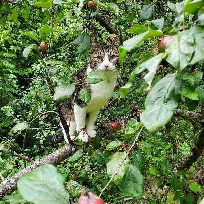 Profile Picture of Andrea Watts (@WattsInTheWoods) on Twitter