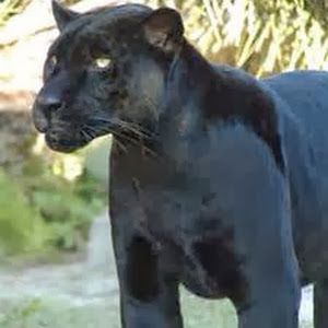 Profile Picture of محمد لحلبي💥 (@mohamadalhalabi) on Tiktok