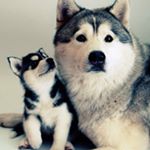 David Kuijpers - Instagram Profile Picture of David Kuijpers (@david_husky_fan) on Instagram