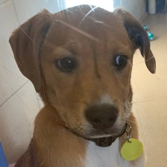 Profile Picture of Patti Krizan (@prolltop) on Poshmark