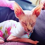Profile Picture of Brianna Dillingham (@cortanaandedgarthesphynx) on Instagram