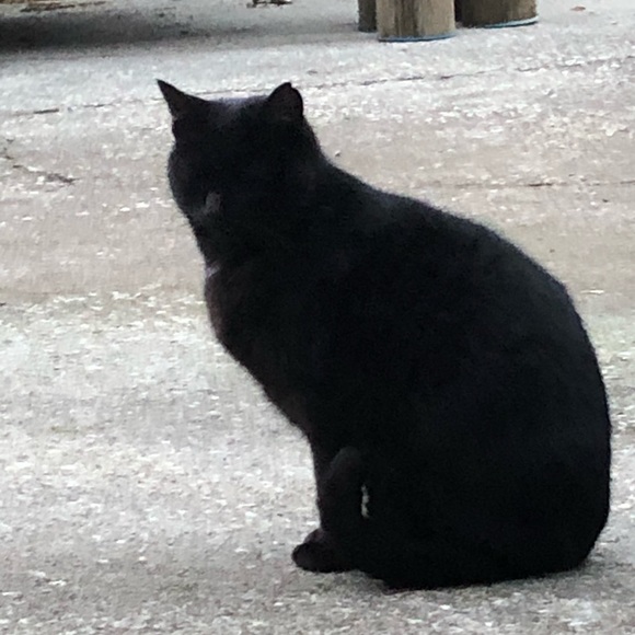 Profile Picture of Austin Rookard (@aussie98208) on Poshmark