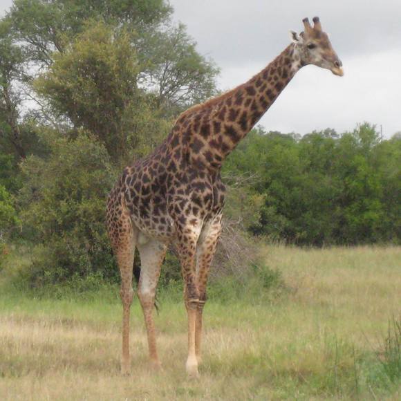 Profile Picture of John Hoffmann (@johnhoffmann435) on Poshmark