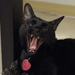 Profile Picture of Richard (@reechaardteehee) on Instagram