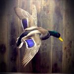Profile Picture of Barry Martin (@barrymartintaxidermy) on Instagram