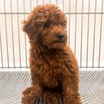 Profile Picture of Bailey Wong (@_baileythetoypoodle_) on Instagram