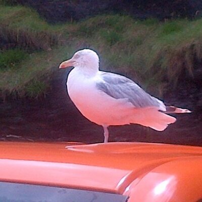 Profile Picture of Stuart Rowe (@lagerboy123) on Twitter